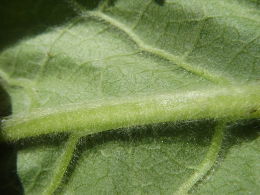 Rosetta basale di Verbascum ?no, Inula conyzae